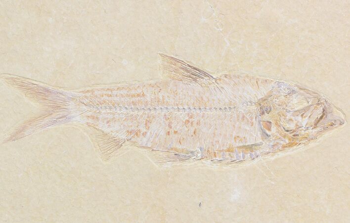Detailed, Knightia Fossil Fish - Wyoming #42349
